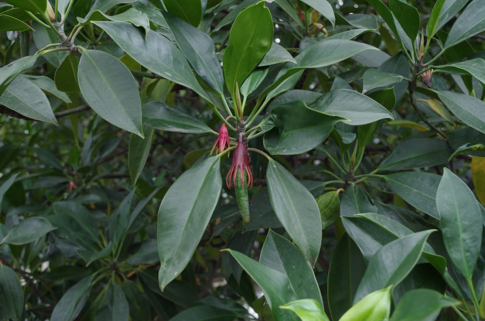 Bruguiera gymnorhiza / "Lindur"