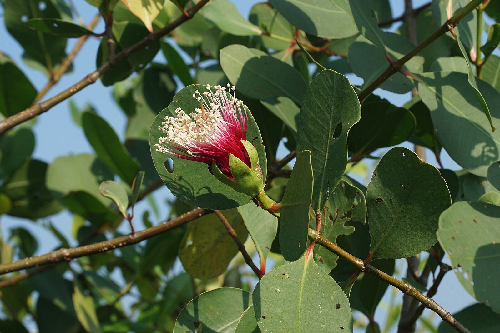 Sonneratia alba / "Pidada Putih"
