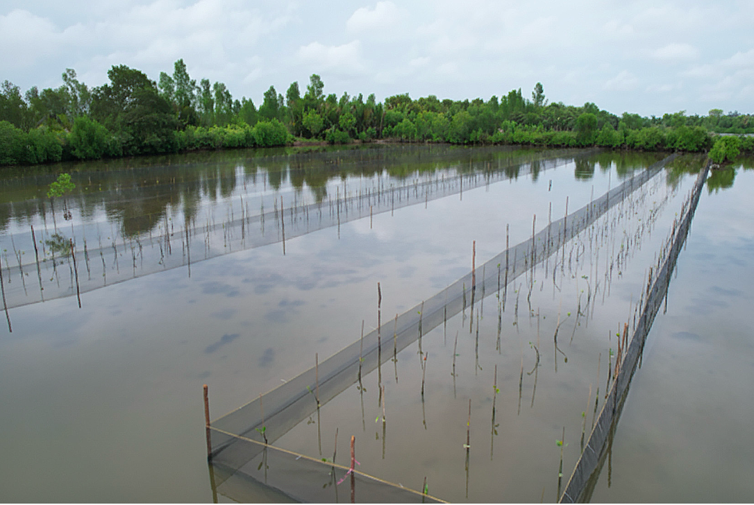 Pola Tanam Wanamina / Sylvofishery (Empang Parit Terbuka)